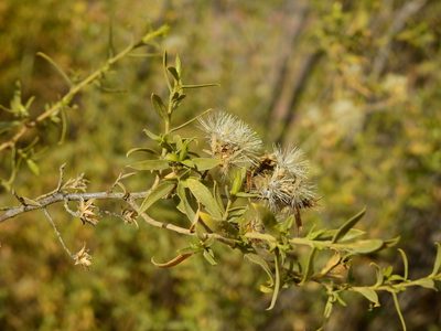 Gochnatia glutinosa, photographed by Guillermo Debandi