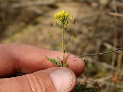 Descurainia erodiifolia, photographed by Guillermo Debandi