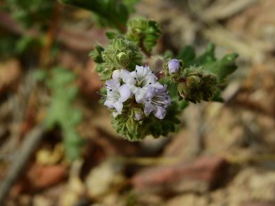 Phacelia pinnatifida, photographed by Guillermo Debandi
