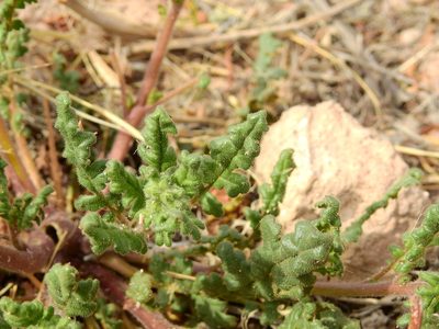 Phacelia pinnatifida, photographed by Guillermo Debandi