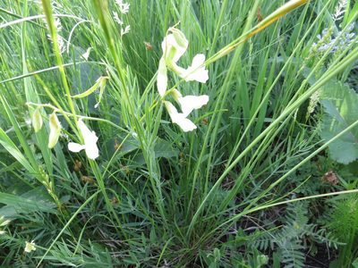 Lathyrus pallescens, photographed by Andrey Sdobnikov