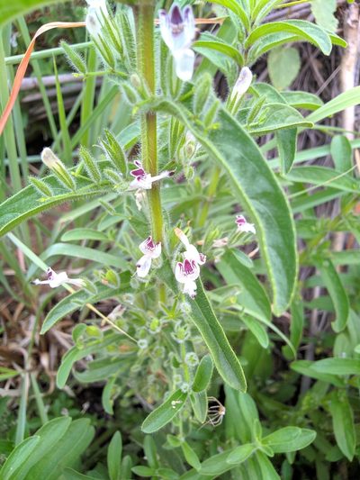Andrographis echioides, photographed by Jaya Rakesh