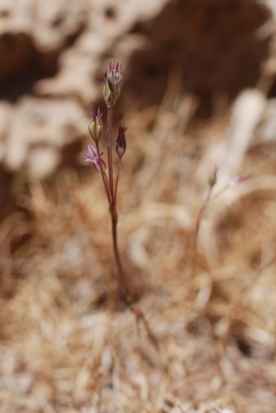 Allium parciflorum, photographed by Quentin Groom