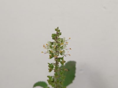 Ocimum tenuiflorum, photographed by Sabarni Sarker
