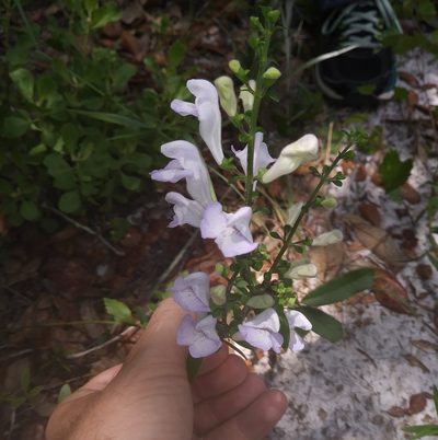 Scutellaria arenicola, photographed by Daniel Estabrooks