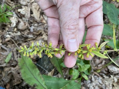 Solidago erecta, photographed by Alan Weakley