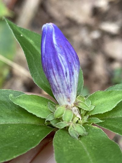 Gentiana austromontana, photographed by Alan Weakley