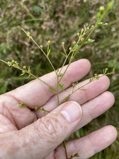 Linum striatum, photographed by Alan Weakley