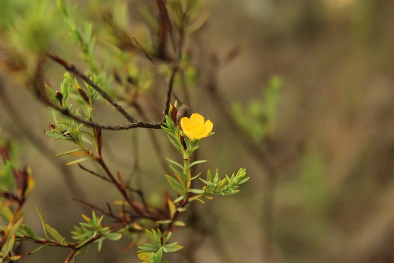 Hypericum humboldtianum, photographed by Andrés Ramírez-Barrera