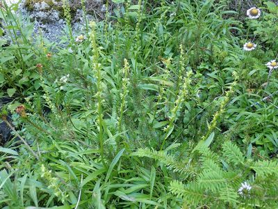 Platanthera stricta, photographed by John Brew