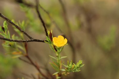 Hypericum humboldtianum, photographed by Andrés Ramírez-Barrera
