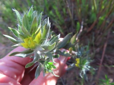 Xiphotheca lanceolata, photographed by linkie