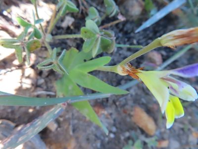 Sparaxis villosa, photographed by linkie