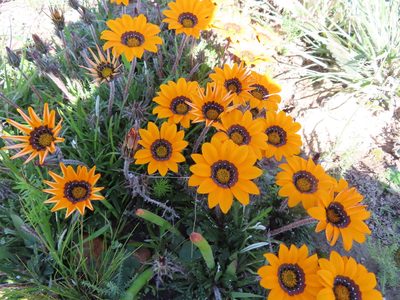 Gazania ciliaris, photographed by linkie