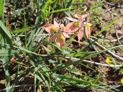 Moraea papilionacea, photographed by linkie
