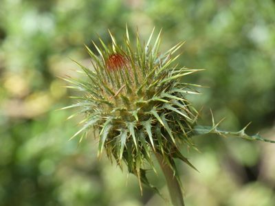 Cirsium ehrenbergii, photographed by Jean-Paul Boerekamps