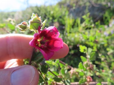 Anisodontea scabrosa, photographed by linkie
