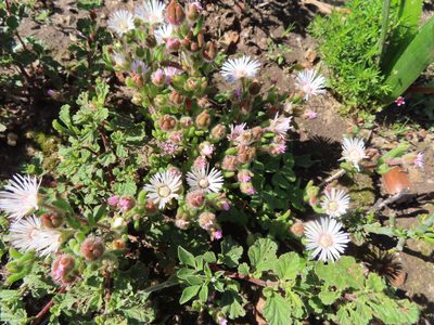 Drosanthemum hispifolium, photographed by linkie