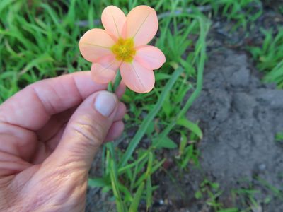 Moraea miniata, photographed by linkie