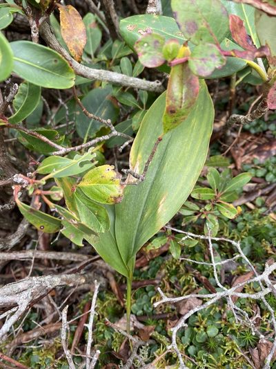 Convallaria pseudomajalis, photographed by Alan Weakley