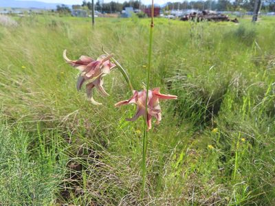 Gladiolus liliaceus, photographed by linkie