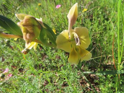 Gladiolus virescens, photographed by linkie