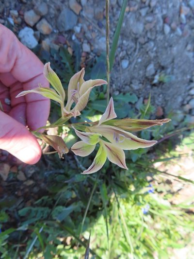 Gladiolus permeabilis, photographed by linkie