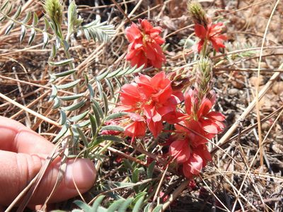 Indigofera oxytropis, photographed by Matthew Fainman