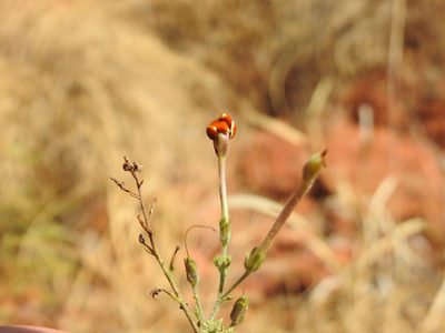 Jamesbrittenia burkeana, photographed by Matthew Fainman