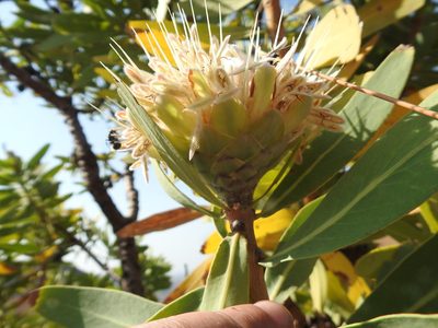 Protea gaguedi, photographed by Matthew Fainman