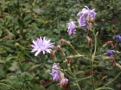 Lactuca macrophylla, photographed by Harald Schnöde (Schnde)