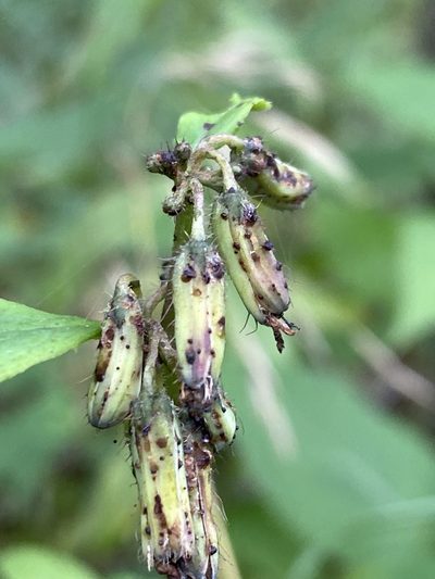Nabalus roanensis, photographed by Alan Weakley