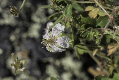 Geranium lentum, photographed by Craig Martin