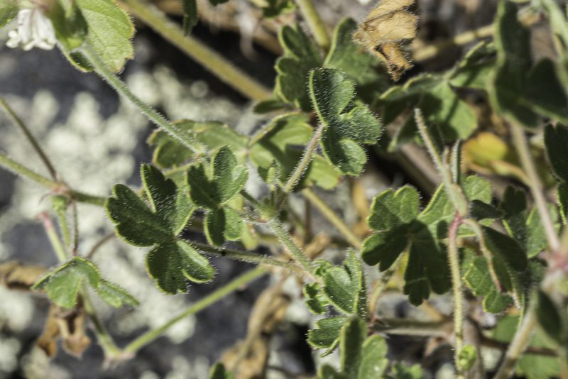 Geranium lentum, photographed by Craig Martin