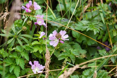 Sidalcea calycosa, photographed by Melissa McMasters