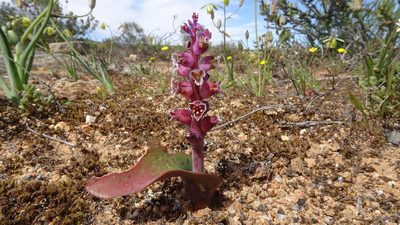 Lachenalia suaveolens, photographed by Paul Emms