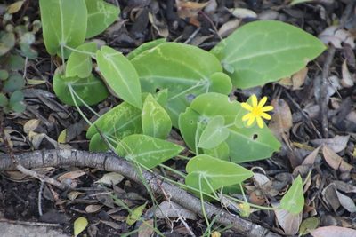 Othonna perfoliata, photographed by Tony Rebelo