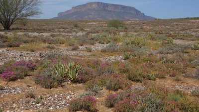 Aloe falcata, photographed by Paul Emms