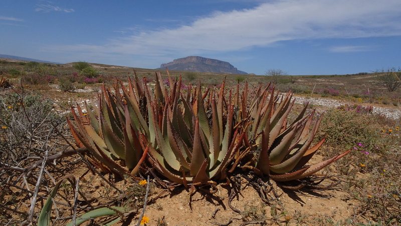 Aloe falcata, photographed by Paul Emms