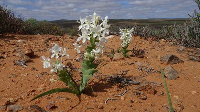 Lapeirousia pyramidalis, photographed by Paul Emms