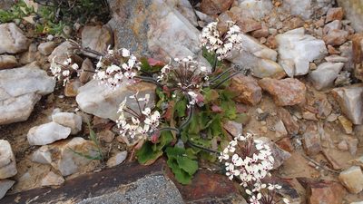 Pelargonium moniliforme, photographed by Paul Emms
