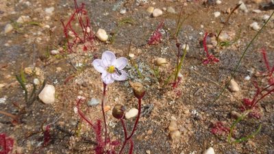 Drosera alba, photographed by Paul Emms