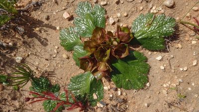 Arctopus monacanthus, photographed by Paul Emms