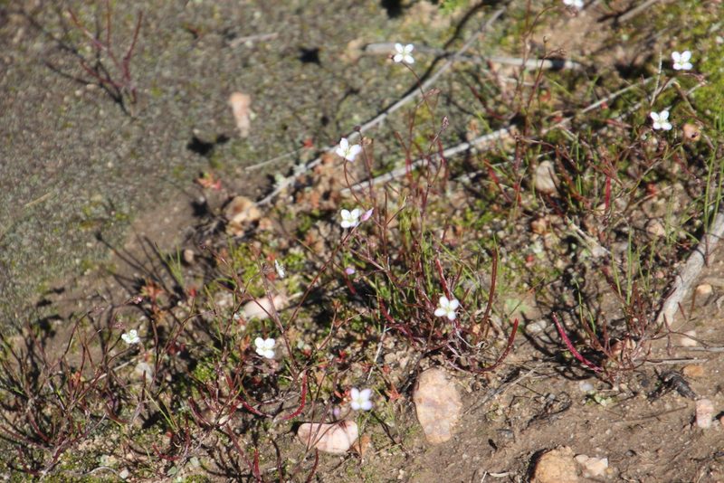Heliophila pinnata, photographed by Tony Rebelo