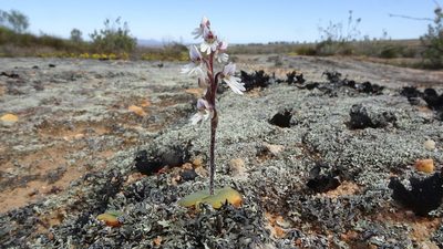 Holothrix aspera, photographed by Paul Emms