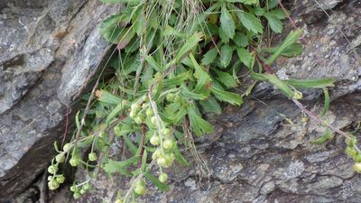 Artemisia pedunculosa, photographed by Yoshimasa Uchiyama