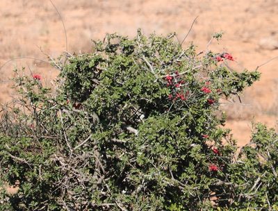 Cadaba aphylla, photographed by Dave Brown