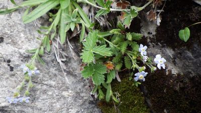 Potentilla nivea, photographed by Yoshimasa Uchiyama