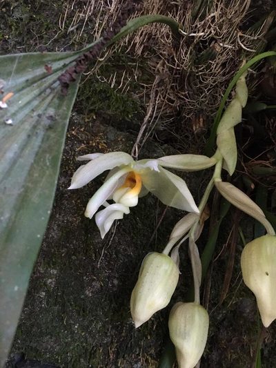 Stanhopea ruckeri, photographed by Adriana García Ramírez