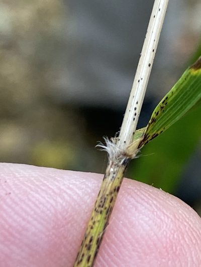 Bromus nottowayanus, photographed by Alan Weakley